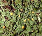 Coenogonium isidiiferum