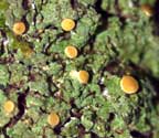 Coenogonium implexum