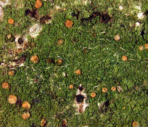 Coenogonium isidiigerum
