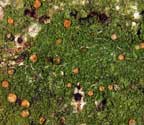 Coenogonium isidiigerum