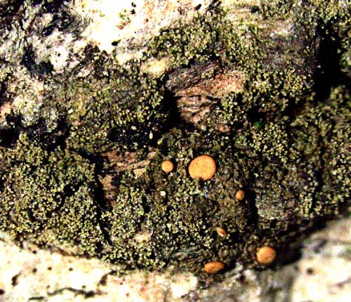 Coenogonium isidiigerum