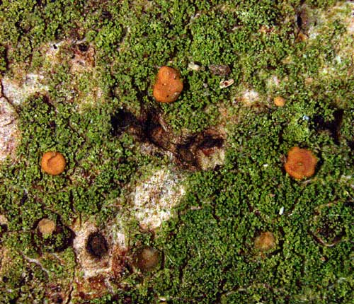 Coenogonium isidiigerum