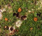 Coenogonium isidiigerum