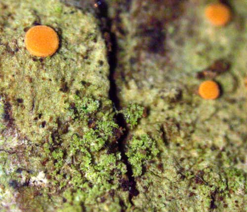 Coenogonium isidiosum
