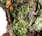 Coenogonium linkii