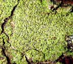 Coenogonium isidiosum