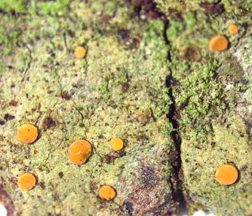 Coenogonium isidiosum