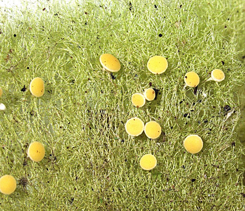 Coenogonium leprieurii