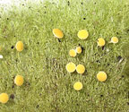 Coenogonium leprieurii