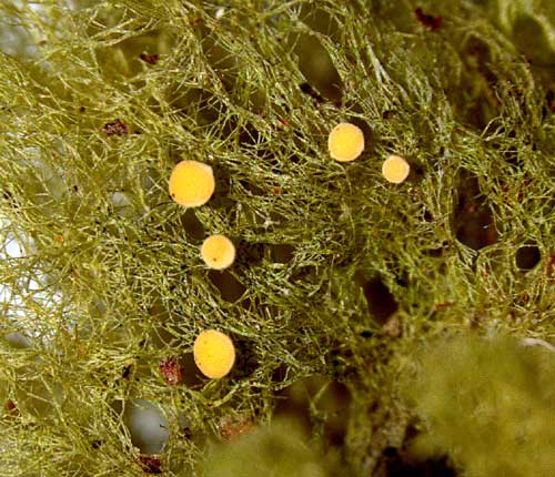 Coenogonium linkii