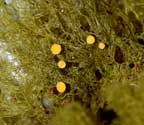 Coenogonium linkii