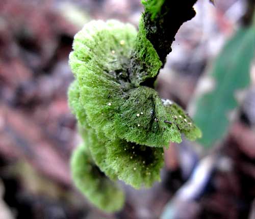 Coenogonium linkii