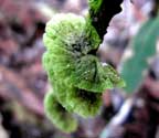 Coenogonium linkii