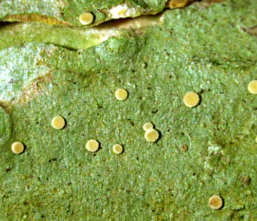 Coenogonium lutescens