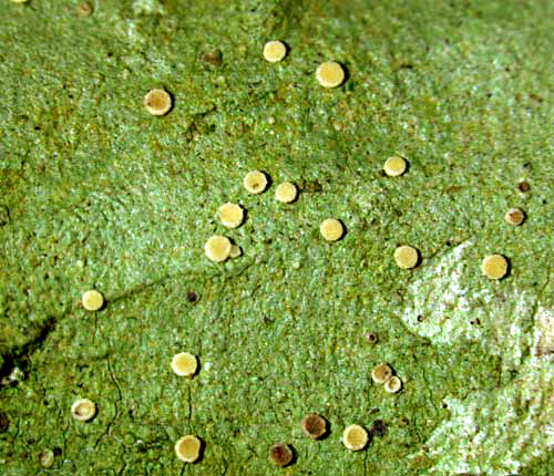 Coenogonium lutescens