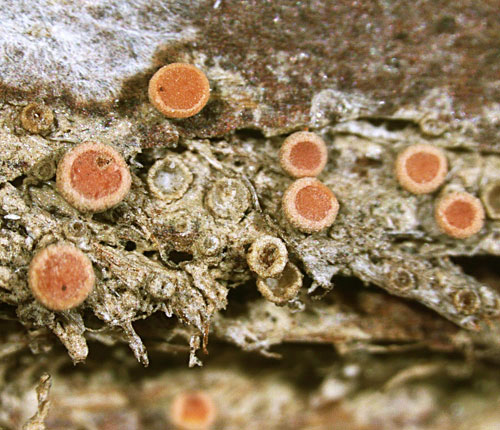 Coenogonium luteum