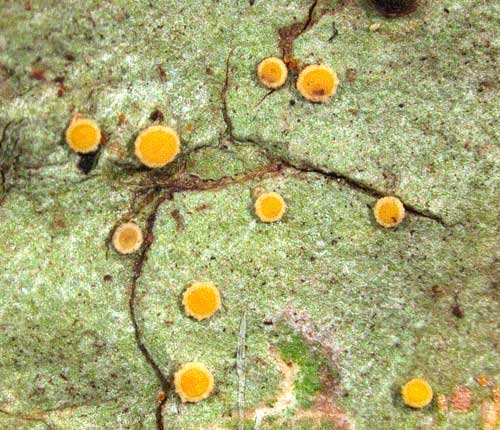 Coenogonium maritimum