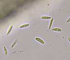 Coenogonium maritimum