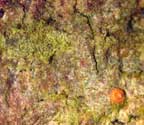 Coenogonium moniliforme