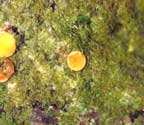 Coenogonium moniliforme