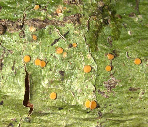 Coenogonium nepalense
