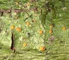 Coenogonium nepalense
