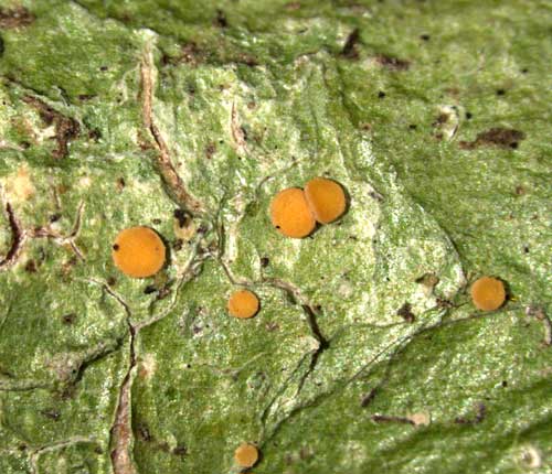 Coenogonium nepalense