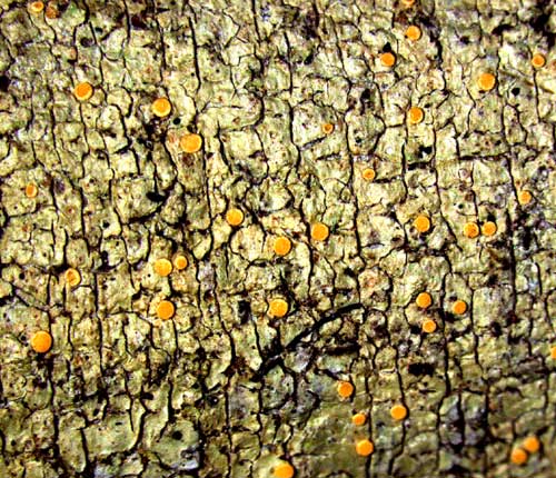 Coenogonium pusillum