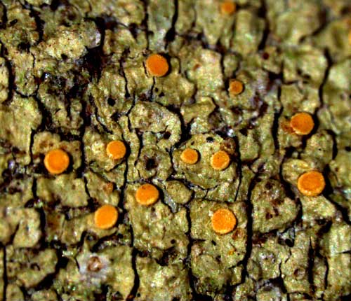 Coenogonium pusillum