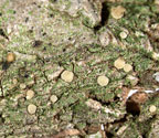 Coenogonium pyrophthalmum
