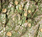 Coenogonium pyrophthalmum
