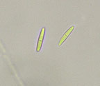 Coenogonium pyrophthalmum