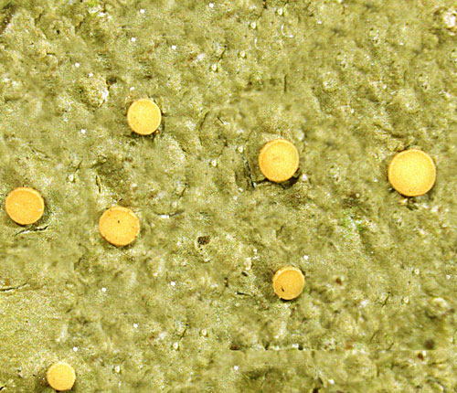 Coenogonium subdilutum