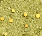 Coenogonium subdilutum