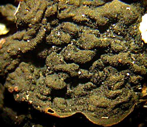 Collema furfuraceum