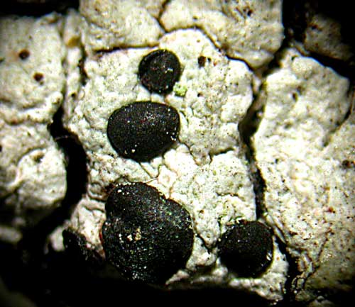 Cratiria lauricassiae