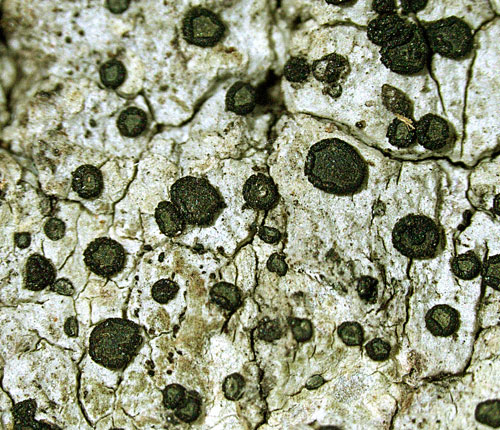 Cresponea flava