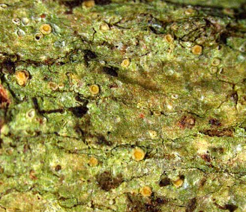 Cryptolechia nana