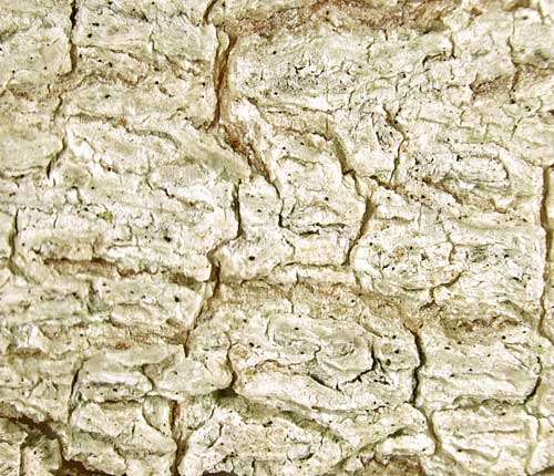Cryptothecia calusarum