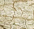 Cryptothecia calusarum