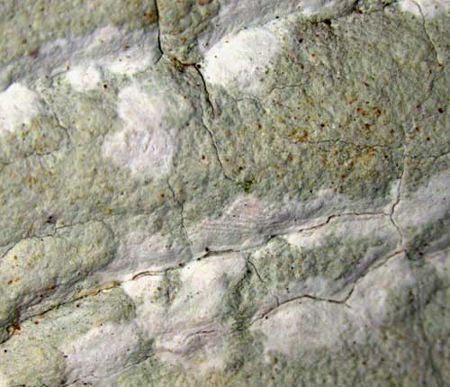 Cryptothecia evergladensis