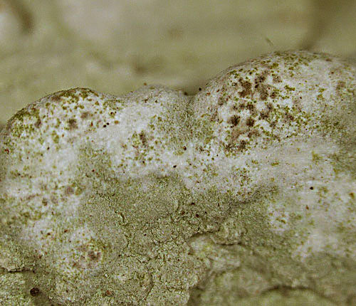 Cryptothecia fuscopunctata