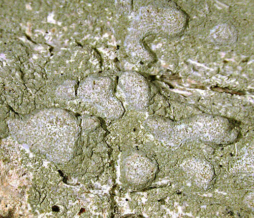 Cryptothecia fuscopunctata