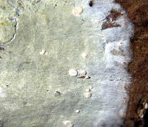 Cryptothecia punctosorediata
