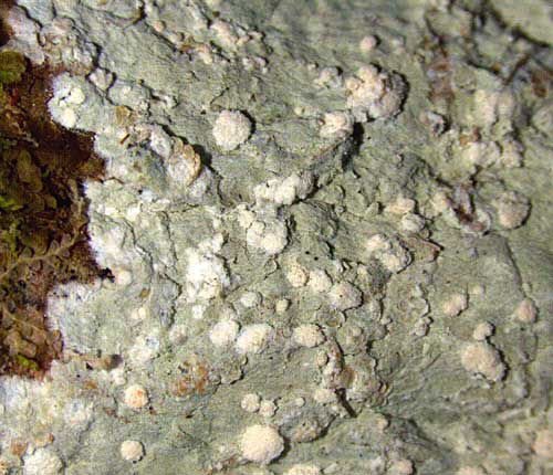 Cryptothecia punctosorediata