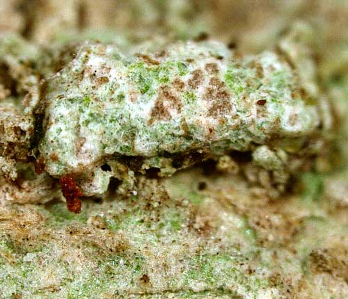 Cryptothecia randallii