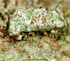 Cryptothecia randallii