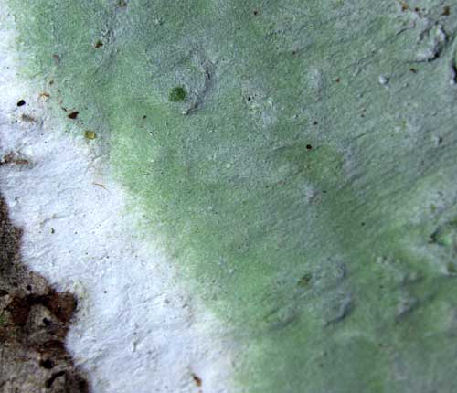 Cryptothecia striata