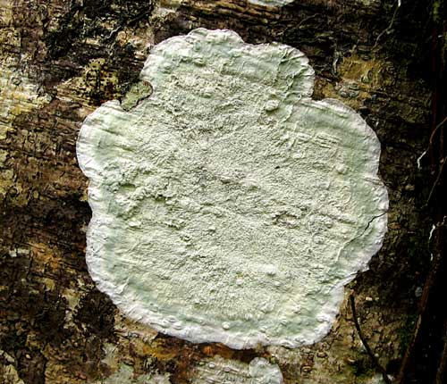 Cryptothecia striata