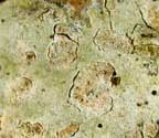 Cryptothecia submacrocephala